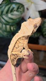 Geco Ciliatus 1.0