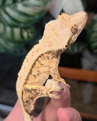 Geco Ciliatus 1.0