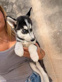 Siberian Husky cuccioli