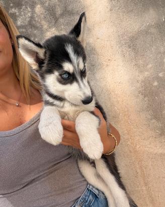 Siberian Husky cuccioli