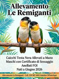 Caicchi Testa nera ALLEVATI A MANO