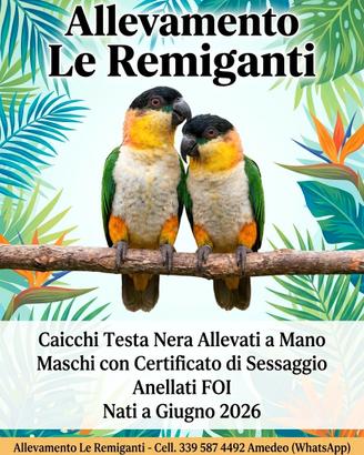 Caicchi Testa nera ALLEVATI A MANO