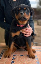 Cucciole rottweiler pedigree