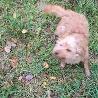 Cuccioli di Lagotto incrocio springer