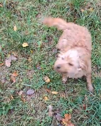 Cuccioli di Lagotto incrocio springer