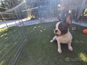 Bulldog Francese