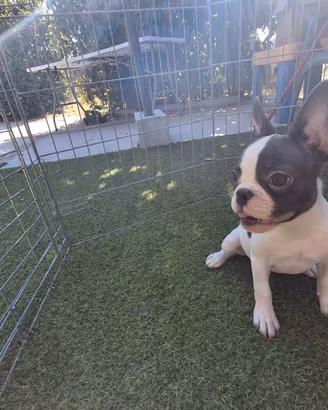Bulldog Francese