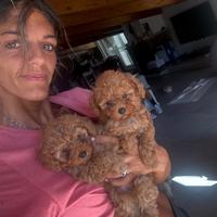 Vendita Cuccioli di barboncino Toy