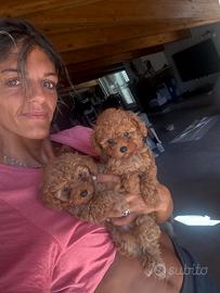 Vendita Cuccioli di barboncino Toy