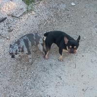 Bulldog francese esotico