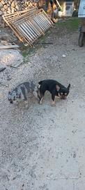 Bulldog francese esotico
