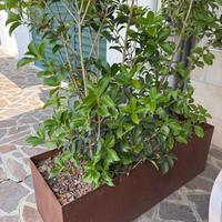 Vasi/ Fioriere in acciaio Corten