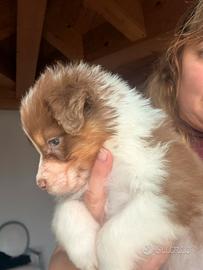 Ultima cucciola di pastore australiano /pedigree