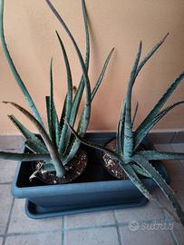 Piante di Aloe Vera