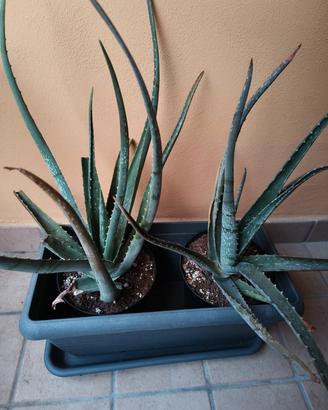 Piante di Aloe Vera