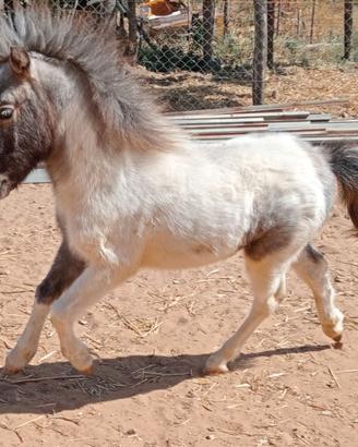 Pony Appalosa
