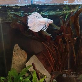 Coppia Betta Splendes