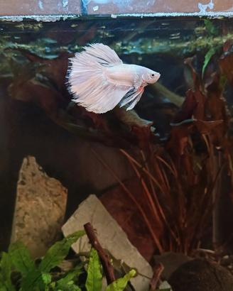 Coppia Betta Splendes