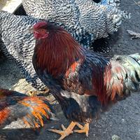 Galli wyandotte