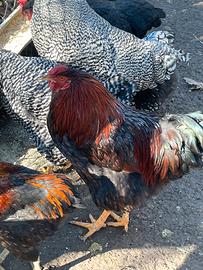 Galli wyandotte