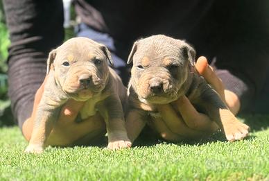American Pitbull terrier tricolore