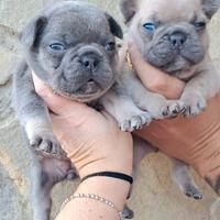 Bulldog francese exotic