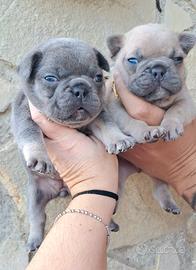 Bulldog francese exotic