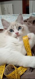 Ragdoll Cucciolo con Pedigree