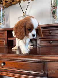 Cavalier King Charles Spaniel