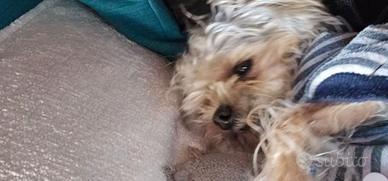 Maschietto per monte