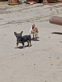Chihuahua mini