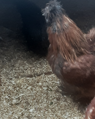Galline moroseta