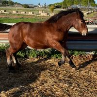 Puledra tpr Cavalli