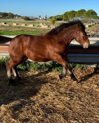 Puledra tpr Cavalli