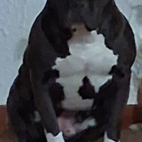 Blue amstaff bully femmina
