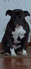 Blue amstaff bully femmina