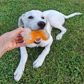 Yoshi: cucciolo pacato e intelligente