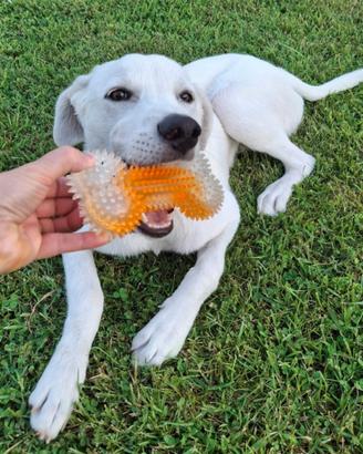 Yoshi: cucciolo pacato e intelligente
