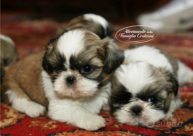 Cuccioli di razza shihtzu