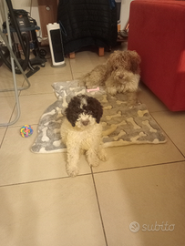 Lagotto Romagnolo