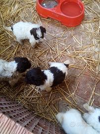 Cuccioli di lagotto romagnolo