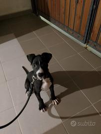 Cucciolo di ukc