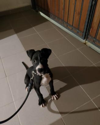 Cucciolo di ukc