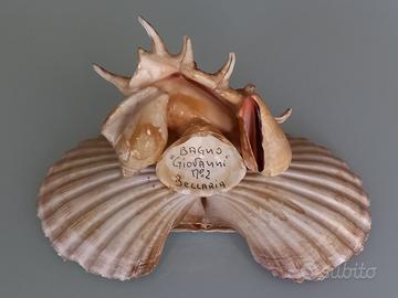 CONCHIGLIA GRANDE cm 12x20 DA COLLEZIONE