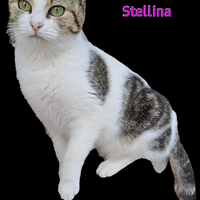 Dolcissima gattina 2 anni circa cer.ca casa