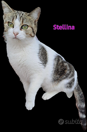 Dolcissima gattina 2 anni circa cer.ca casa