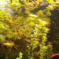 Guppy Endler varie colorazioni