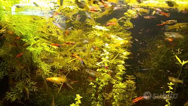 Guppy Endler varie colorazioni