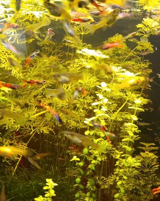 Guppy Endler varie colorazioni