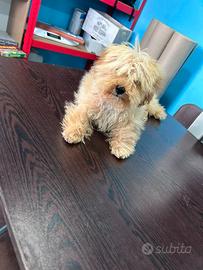 Cucciolo di maltipoo